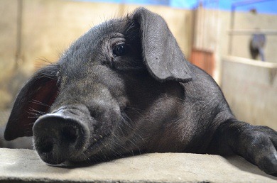 【农友消息台湾黑毛猪】不用抗生素也能出好猪!