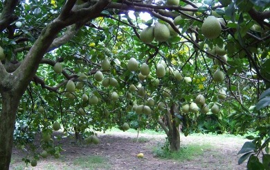 【秋節好禮】有機文旦柚盛產中。限時限量回饋優惠中！