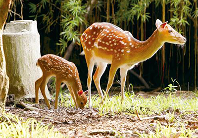 野生動物：呦呦鹿鳴–談台灣梅花鹿的現況