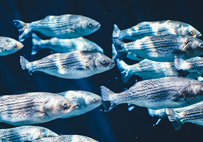 魚類馴化與水產養殖