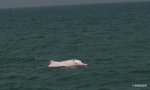 海洋的希望～從香港中華白海豚希望（HOPE）談起