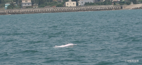 海洋的希望～從香港中華白海豚希望（HOPE）談起