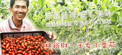 【產地消息】林裕財。玉女小番茄美味上市！